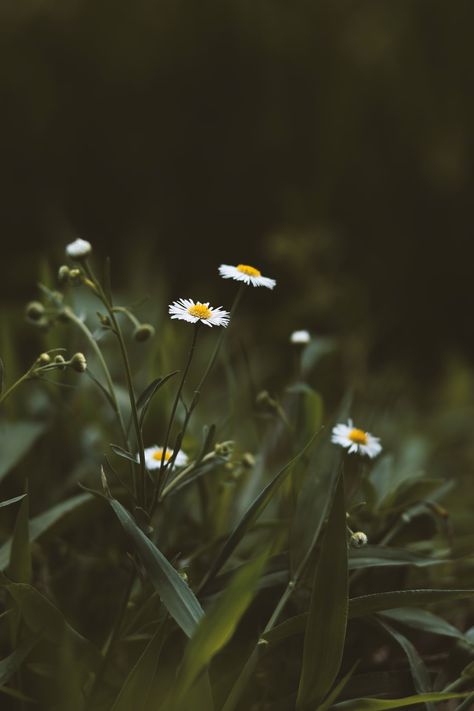 Download this photo by J Lee on Unsplash Moose Pictures, Haha Photos, Image Nature, Garden Aesthetic, Dark Flowers, Graphic Wallpaper, Outdoor Photos, Photos Hd, Photo Images