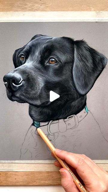 How To Draw A Black Lab Step By Step, Black Labrador Drawing, Black Lab Drawing, Labrador Retriever Drawing, Black Lab Painting, Emily Mei, Labrador Retriever Art, Black Labrador Retriever, Black Lab Puppies