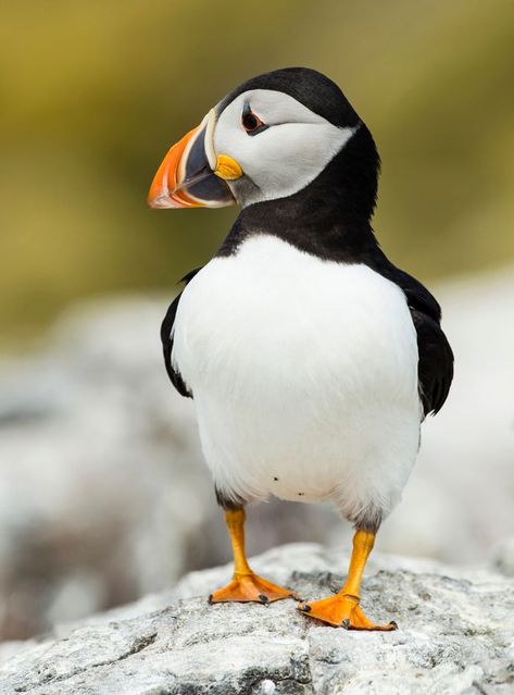 Tattoo Animals, Wild Birds Photography, Farne Islands, Atlantic Puffin, Northumberland England, Puffins Bird, British Birds, British Wildlife, Funny Birds