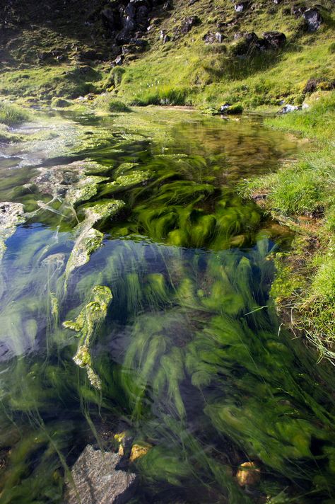 algae strewn river at Landmannalaugar Iceland Algae Aesthetic, Pond Underwater, Landmannalaugar Iceland, River Plants, Aesthetic River, River Aesthetic, Conservation Biology, Background Drawing, Nature Aesthetic