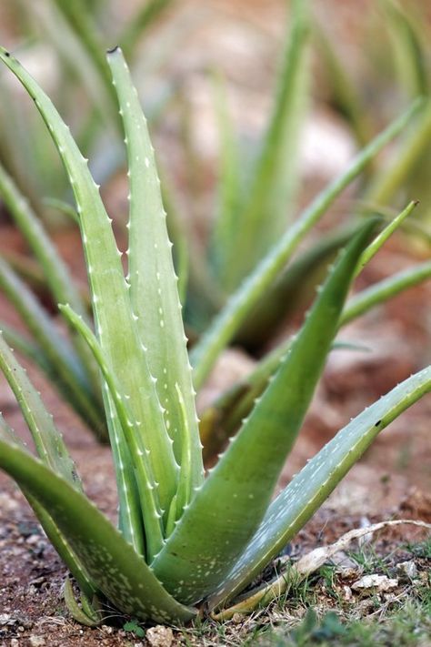 Aloe Vera Plants: Our Best Tips for Growing & Care Plants Growing, Aloe Vera Plant, Aloe Plant, Aloe Vera Leaf, Succulents Garden, Cacti And Succulents, Plant Life, Apartment Therapy, Indoor Garden