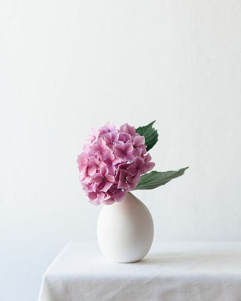 Fashion Bug (@flashsalesguru) • Fotos y vídeos de Instagram Vase Photography Ideas, Flower Vase Photography, Hydrangea Photography, Simple Flower Vase, Vase Photography, Putih Aesthetic, Small Vases With Flowers, Small Flower Vase, Vase Project