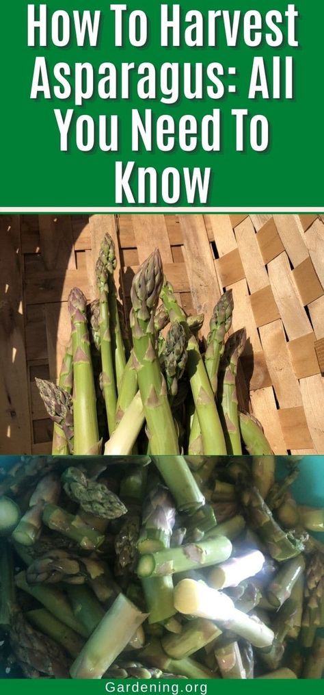 Planting Asparagus In A Raised Bed, How To Cut Asparagus, How To Transplant Asparagus, How To Harvest Asparagus, How To Plant Asparagus Roots, Transplant Asparagus, Harvesting Asparagus, How To Make Asparagus, Asparagus Plant