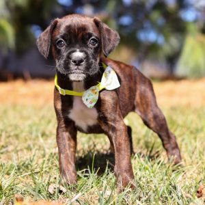 Boxer Puppies for Sale | PuppySpot Boxer Puppies For Sale, Travel Team, Boxer Puppy, Boxer Puppies, Boxer Dogs, Family Dogs, Happy Dogs, Puppies For Sale, Large Dogs