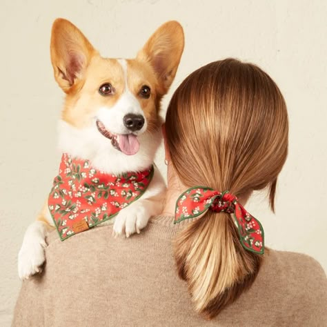 Foggy Dog, The Foggy Dog, Dog Gadgets, Bow Scrunchie, Under The Mistletoe, Dog Collars, Bandanas, High Tech, Best Friend