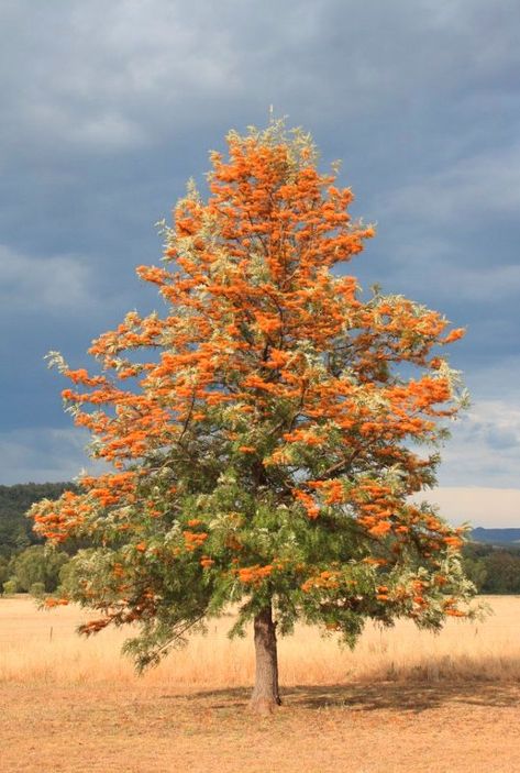 Silver Oak Tree, Grevillea Tree, Native Flower Garden, Art Reference Landscape, Farm Garden Ideas, Bee Plants, Reference Landscape, Rural Garden, Copper Butterfly