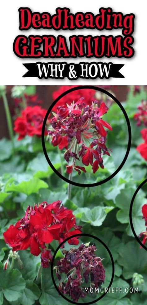 Deadheading Geraniums keeps your geraniums thriving. It helps the plant put it's energy into producing more flowers! Geranium Planters, Deadheading Flowers, Faded Flowers, Potting Plants, Growing Geraniums, Geranium Care, Geraniums Garden, Ivy Geraniums, Porch Pots