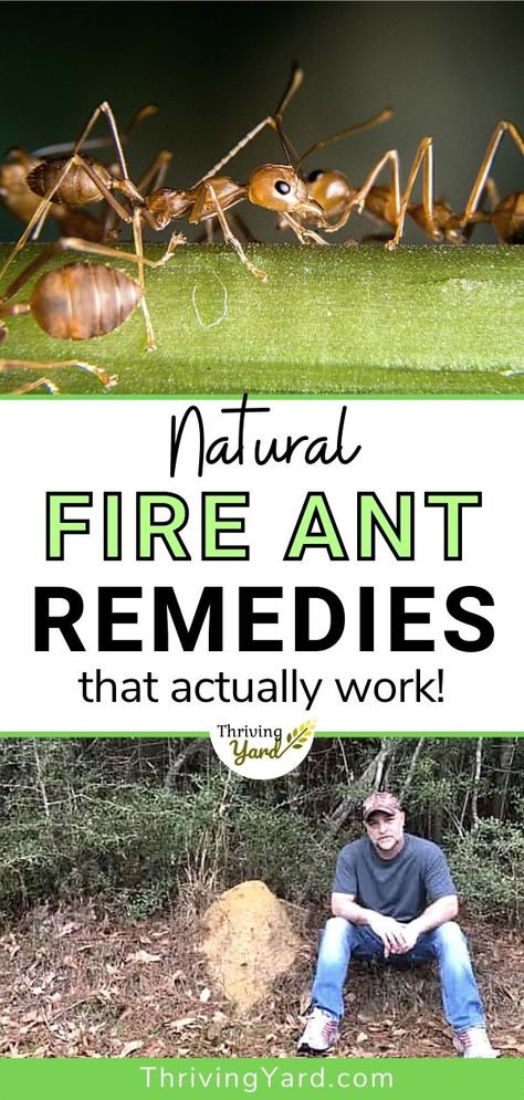 What are the best natural remedies to get rid of fire ants? What is the best fire ant killer and fire ant fertilizer for the ant mound in your garden? We have more gardening advice and pest control tips here. We investigate fire ant treatments including home remedies and establish what works best and is good for your garden’s soil. Ant Mound Killer, Natural Fire Ant Killer For Yard, Natural Fire Ant Killer, Kill Fire Ants Naturally, Fire Ants How To Get Rid Of Naturally, Get Rid Of Fire Ants In Yard, Kill Fire Ants In Yard, How To Kill Fire Ants In Yard, How To Get Rid Of Fire Ants In The Yard