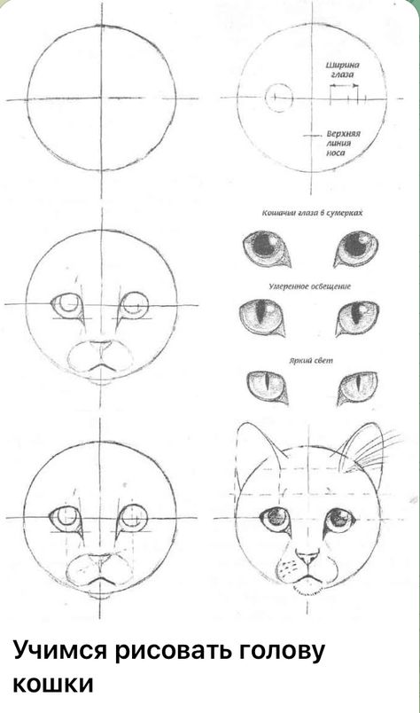 Cat Face Proportions, Cat Eye Drawing Reference, How To Draw Cat Face, Cat Tutorial Drawing, Drawing Cat Eyes, How To Draw Cat, How To Draw A Cat, Fox Drawing Tutorial, How To Draw Cats