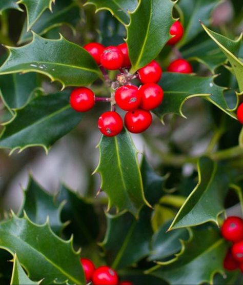 Holly Tree Christmas Decor, Holly Bushes In Landscaping, Sweet Appetizers, Holly Decor, American Holly, Winterberry Holly, Holly Shrub, Holly Flower, Holly Plant