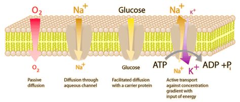 Cell Membrane Transport, Membrane Transport, Anatomy And Physiology 1, Emt School, Thinner Leaner Stronger, Facilitated Diffusion, Passive Transport, Active Transport, Membran Sel