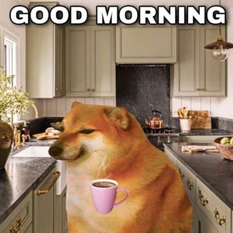 Good Morning Cat, Morning Cat, Reaction Face, Funny Animal Jokes, Meme Stickers, Cute Messages, The Other Half, Lucky You, Other Half