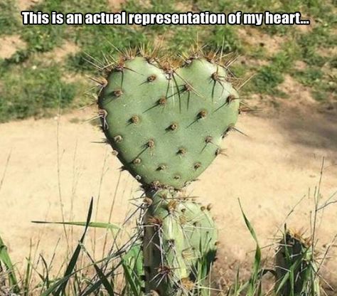 Texas Humor, Cactus And Succulents, Bones Funny, Cactus Plants, Funny Cute, Make Me Smile, My Heart, Plant Leaves, Cactus