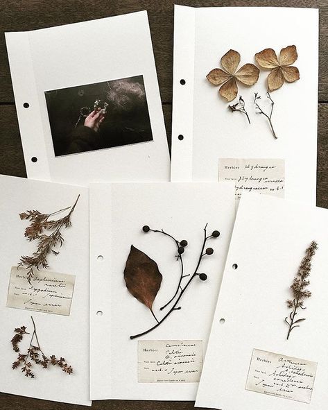 Herbarium Ideas, Insta Image, Science Journal, Theme Halloween, Nature Journal, Arte Floral, Flowers And Leaves, Botanical Illustration, Journal Inspiration