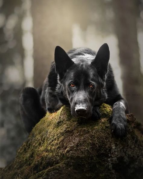 Black Shepherd Aesthetic, All Black German Shepard, German Shepherd Black, Black German Shepherd Dog, Scary German Shepherd Aesthetic, Regard Animal, German Sheperd Dogs, Scary German Shepherd Dogs, Black German Shepherd Scary