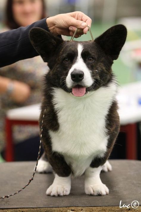 Cardigan Welsh Corgi Puppies, Country Wedding Groom, Welsh Corgi Cardigan, Corgi Dog Breed, Corgi Facts, Cardigan Corgi, Pembroke Welsh Corgi Puppies, Corgi Puppies, Corgi Pictures