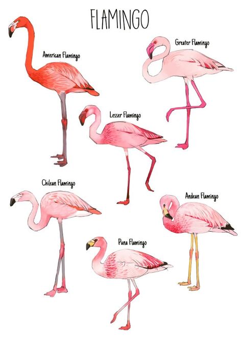 The perfect gift for those that love Flamingos or pink! It features all 6 species of Flamingo around the world! American Flamingo / Lesser Flamingo / Greater Flamingo / Chilean Flamingo / James's Flamingo / Andean Flamingo Paper: - A4 (210mm x 297mm) - A3 (297mm x 420mm) - Single sided - Archival Matt, 230gsm - Matt finish Bird Life Cycle, Greater Flamingo, Flamingo Pictures, Art Exploration, Flamingo Jewelry, Flamingo Painting, Funny Flamingo, Flamingo Bird, Flamingo Christmas