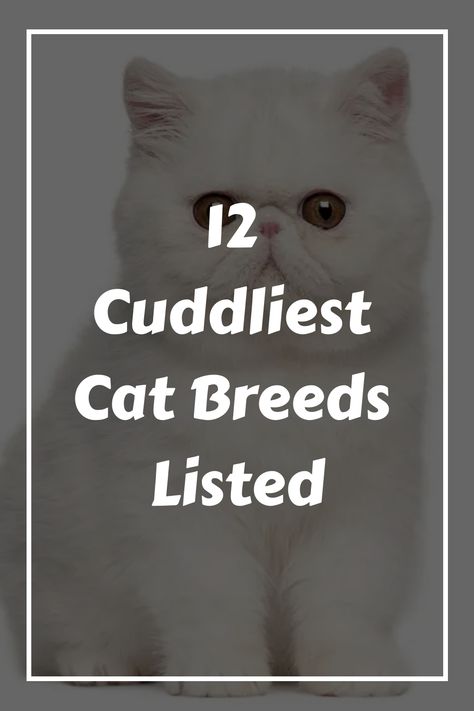 White, fluffy Persian cat with bright expressive eyes sitting in front of a text overlay reading "12 Cuddliest Cat Breeds Listed". Type Of Cats, Cutest Cat Breeds, Types Of Kittens, Cat Types, Grey Cat Breeds, Types Of Cats Breeds, Cat Breeds List, Fluffy Cat Breeds, Cat Breeds Chart