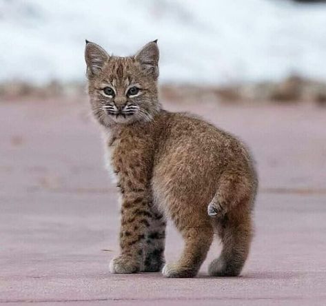 Baby Bobcat, Bobcat Kitten, Rare Cats, Exotic Cats, Cute Wild Animals, Cute Little Animals, Beautiful Cats, 귀여운 동물, Cute Funny Animals