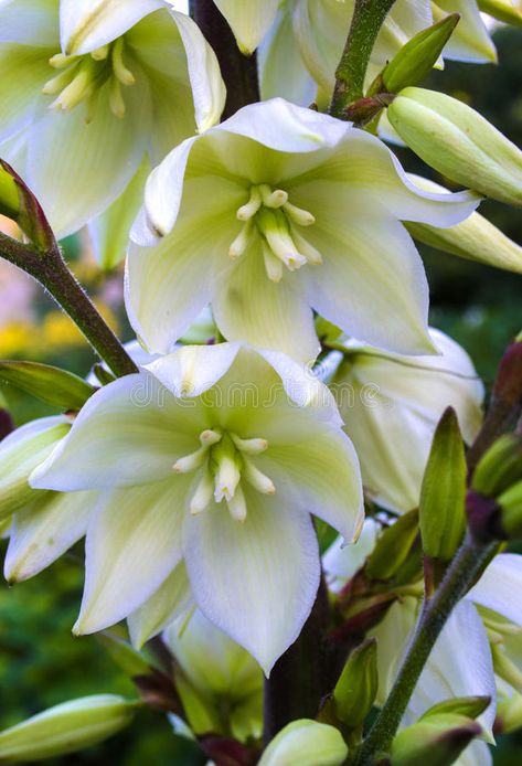 Blooming Yucca. Yucca plants bloom with spikes of white flowers in the summer , #affiliate, #plants, #bloom, #Blooming, #Yucca, #flowers #ad Izote Flower Tattoo, Yucca Flower Tattoo, Vintage Botanical Tattoo, Cactus Photos, Yucca Flower, Sleeve Inspiration, Yucca Filamentosa, Flower References, Flower Reference