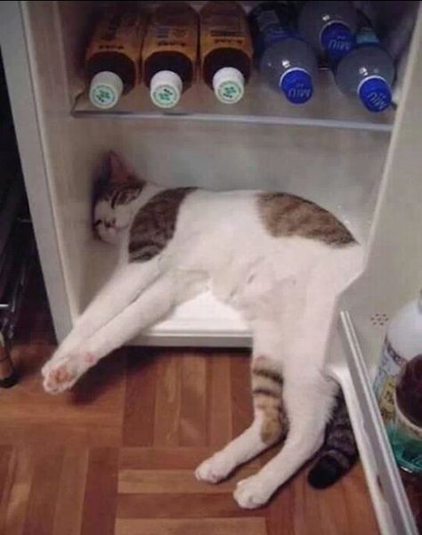 ...When it's just too #Hot outside! -- #LoL #Cats #Funny #Animals #FunnyCats #Cat #Kitten #Kittens #AC #Fridge Talking Cats, Cat Funnies, Animal Funnies, Funny P, Cat Humor, Animal Humor, Cats Rule, Image Chat, Cat Boarding