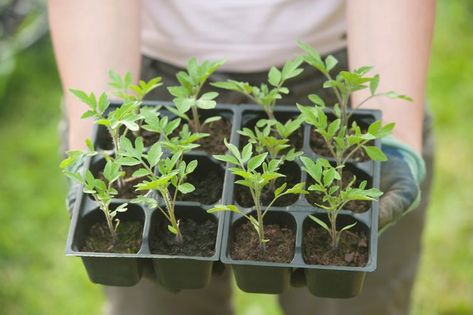 How to Harden Off Seedlings Before Transplanting Them Into Your Garden Hardening Off Seedlings, Best Grow Lights, Tomato Seedlings, Seedling Pots, Gardening Trends, Greenhouse Growing, Vegetable Gardens, Cold Frame, Growing Tomatoes