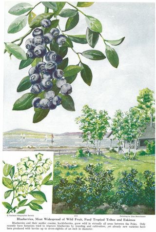 Blueberry Tattoo, Vintage Blueberry, Vintage Book Illustration, Vintage National Geographic, Botanical Journal, 50s Retro, Botanical Illustration Vintage, Dorm Posters, Postcard Design