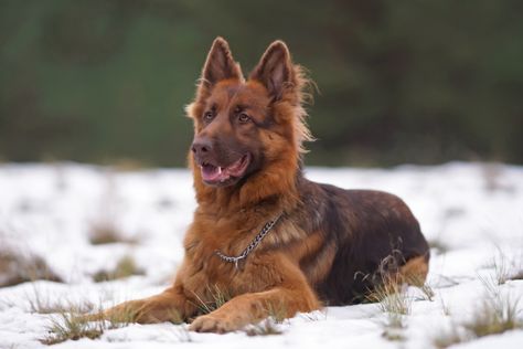 Liver German Shepherd, Red German Shepherd, German Shepherd Facts, German Shepherd Breeds, Elderly Dogs, Emotional Support Dog, Black German Shepherd, Dog Information, The Loyal