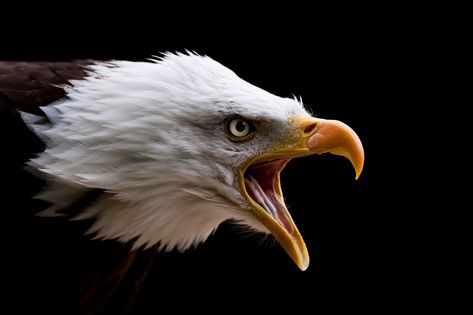 Elk Images, Bald Eagle Photo, Wild Eagle, Hawk Bird, Screaming Eagle, Eagle Images, Eagle Wallpaper, Eagle Pictures, Lion Tattoo Design