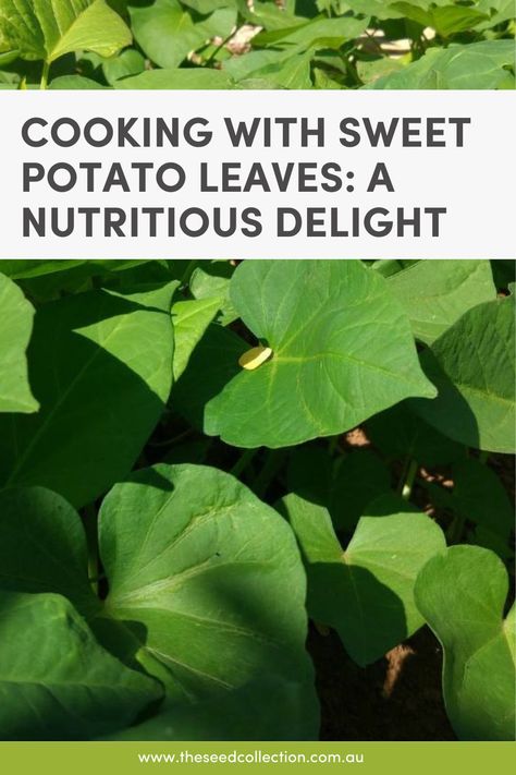 Unlock the nutritional potential of your sweet potato plants by learning how to grow and cook sweet potato leaves. Explore the health benefits of these edible leaves and enjoy a delicious stir-fry recipe that puts your homegrown greens to good use. Sweet Potato Leaves Benefits, Potato Leaves Recipes, Sweet Potato Greens Recipe, Sweet Potato Leaf Recipe, Sweet Potato Greens, Sweet Potato Leaves Recipe, Cook Sweet Potato, Southern Gardening, Garden Vegetable Recipes