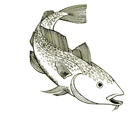 Cod Fish Picture, Cod Fish Tattoo, Cod Fish Drawing, Cod Drawing, Fish Drawing Easy, Ocean Warrior, Warrior Illustration, Pacific Cod, Illusions Art