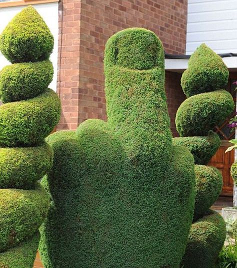 A British gardener is getting into hot water because of a topiary bush he trimmed to look like the middle finger.   Authorities have asked him to change it but he says ''I don’t see why I should have anybody telling me what to change in my garden," His refusal to comply has inspired locals to start a "Save The Bush" campaign. Privacy Trees, Topiary Garden, Whimsical Garden, Hedges, Green Thumb, Land Scape, The Words, Cactus Plants, Garden Art