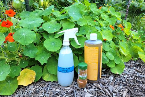 6 Brilliant Uses for Castile Soap in the Garden Peppermint Castile Soap Uses, Castile Soap For Plants, Dr Bonners Castile Soap Uses Peppermint, Powdery Mildew Spray, Garden Guilds, Uses For Castile Soap, Dr Bonners, Soap Making For Beginners, Bee Repellent