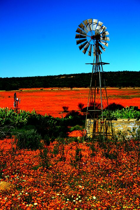 The Northern Cape has it's own appeal, #Namakwaland is breath taking... Bushveld Paintings, Namakwaland Flowers, Namaqualand Flowers, Farm Windmill, Windmill Water, African Landscape, Wind Mills, Old Windmills, Northern Cape