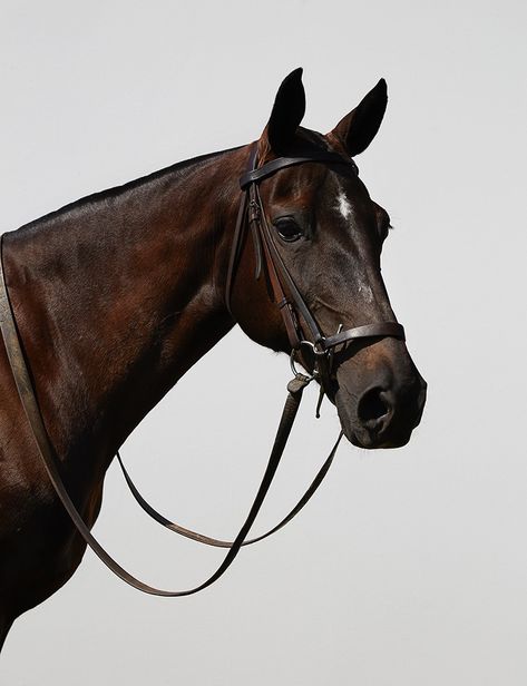 Pauline Van Der Cruysse Poses in Equestrian Looks for Myself Germany Horse Photography Art, Horse Brown, Equestrian Shop, Summer Book, Equestrian Aesthetic, Horse Fashion, Equestrian Art, Editorial Shoot, Horse Aesthetic