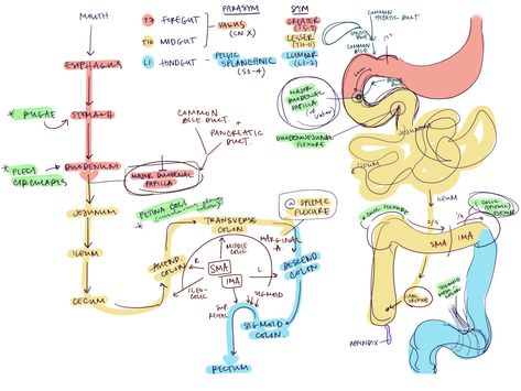 Gi Tract Anatomy, Medschool Aesthetic, Medical School Notes, Med School Notes, What Is Intelligence, General Anatomy, Crna School, Pt School, Nursing Instructor