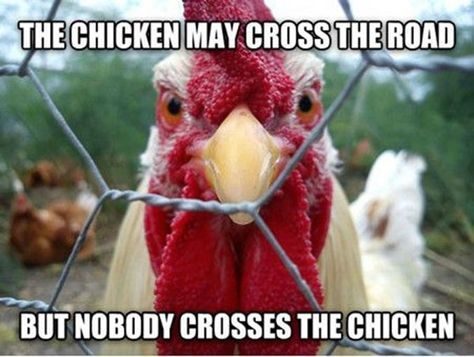 17 Chicken Memes That Will Put a Big Smile On Your Face Chicken Jokes, Angry Chicken, Funny Bird Pictures, Chicken Signs, Chicken Humor, Funny Birds, Raising Chickens, A Chicken, The Chicken