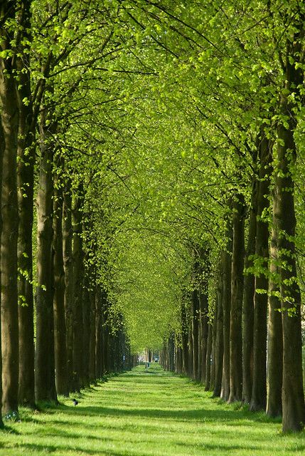 숲 사진, Tree Tunnel, फोटोग्राफी 101, Alam Yang Indah, Beautiful Tree, Nature Wallpaper, Amazing Nature, Nature Pictures, Belle Photo