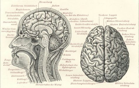 Brain Vintage Medical Art, Anatomy Head, Human Brain Anatomy, Medical Drawings, Brain Drawing, Brain Learning, Brain Anatomy, The Human Brain, Brain Surgery