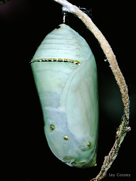 Monarch pupa Moth Pupa, Canadian Gardening, Butterfly Pupa, Development Photography, Nature Butterfly, Moth Caterpillar, Graphic Design Website, A Bug's Life, Color Vibe