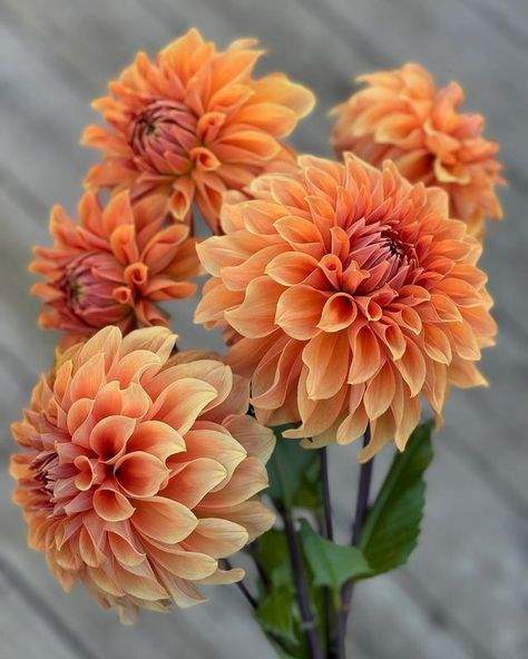 Nadja | 🌸🥰 Hy Patti 🌸🥰 . . . #dahlia #dahlior #flowersofinstagram #dahlias #flowerphotography #hageliv #dahliaseason #dahliasofinstagram... | Instagram Orange Dahlia Flower, Daliah Flower, Dalia Flower, Mellow Autumn, Bronze Autumn, Dahlia Flower Arrangements, Dahlia Wedding, Orange Dahlia, Dahlias Wedding