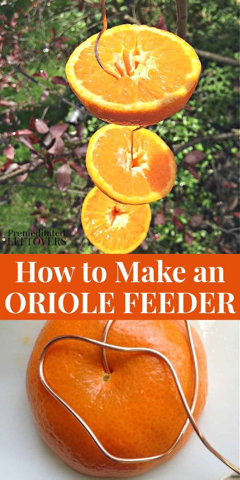 Learn How to Make an Oriole Bird Feeder using wire and oranges. This feeder is an easy and frugal way to attract orioles to your yard. Oriole Bird Feeders, Bird Feeder Hangers, Backyard Birds Watching, Backyard Birds Sanctuary, Bird Feeder Craft, Oriole Bird, Fun Summer Crafts, Homemade Bird Feeders, Nature Craft