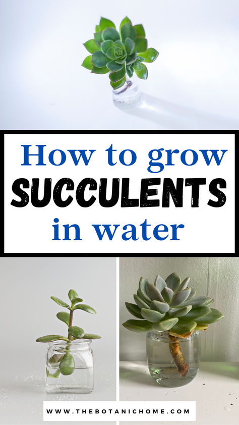 3 images of succulents growing in a glass jar full of water. Text reads: How to grow succulents in water. Succulents In Water Growing, Growing Succulents In Water, Succulent Propagation In Water, Watering Succulents Indoors, Plants To Propagate In Water, Propogate Succulents, Indoor Plant Tips, Succulents Propagating, Succulents In Water