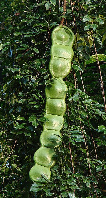 Entada rheedii, the African dream herb or snuff box sea bean is a large woody… Dream Herbs, Sea Beans, Different Fruits And Vegetables, Bonsai Techniques, Bean Pods, Weird Plants, Plant Fungus, Climbing Vines, Unusual Plants