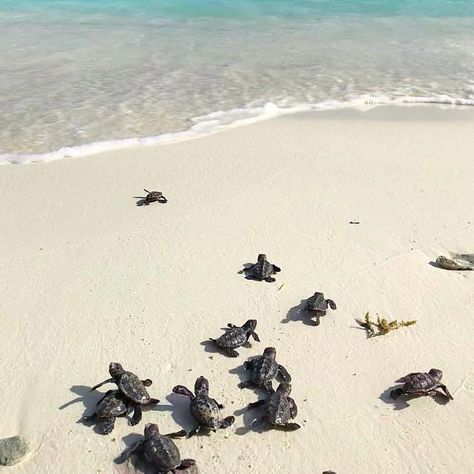 Were ready to swim this #Sunday how about you? : @abegailjanil #discoverdivi #turtles #caribbean #cute #nature #sweet #swimming Sea Turtle Facts, Turtle Pictures, Types Of Turtles, Turtle Facts, Sea Turtle Pictures, Tortoise Habitat, Baby Sea Turtles, Baby Sea Turtle, Turtle Love