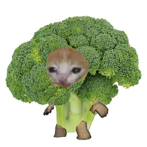 broccoli cat I made this hehe Cat As Food, Cat Food Pdp, Hehe Cat, Cat With Food, Ugly Cats, Cute Broccoli, Apple Cat, Fruit Cat, Bread Cat