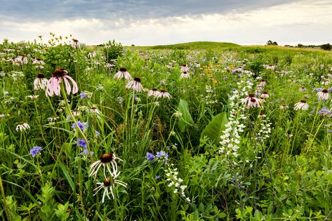 Tallgrass Prairie, Crop Field, Prairie Garden, Meadow Garden, Research Scientist, Media Landscape, Invasive Species, Nature Conservation, Indigenous Culture