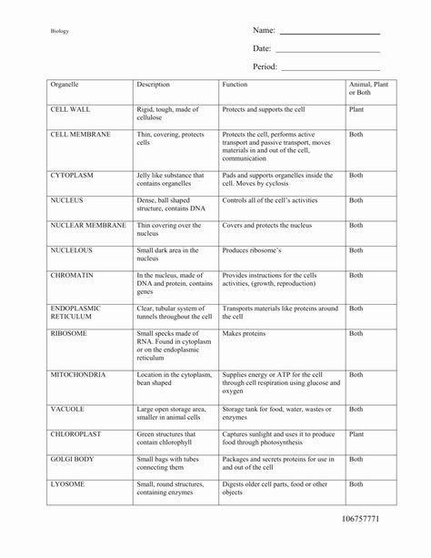 50 Cells and organelles Worksheet | Chessmuseum Template Library Plant Cell Parts, Cell Parts And Functions, Animal Cell Organelles, Cell City, Prokaryotic Cell, Science Cells, Cells Worksheet, Cell Parts, Plant And Animal Cells