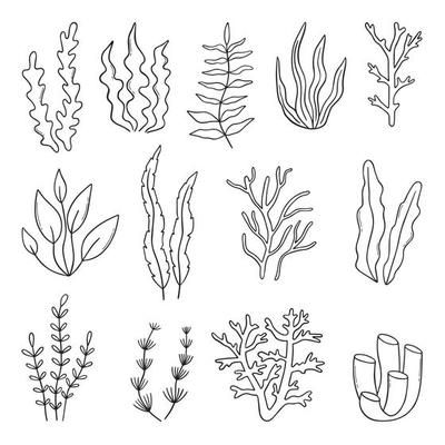 Collection of seaweed. Plants in the sea. 2216101 Vector Art at Vecteezy Underwater Doodles Simple, Under Water Drawing Easy, Underwater Easy Drawing, Ocean Drawing Simple Underwater, Simple Sea Animal Drawing, Sea Doodle Art, Simple Sea Creature Drawings, How To Draw Coral, Coral Drawing Simple