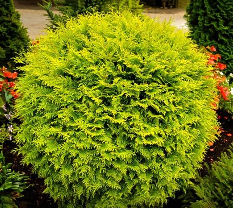 Golden Globe Dwarf Arborvitae Thuja occidentalis 'Golden Globe' This American arborvitae cultivar is a dwarf, dense, evergreen shrub with a rounded, globular form. Soft yellow, scale-like foliage in f Golden Globe Arborvitae, Evergreen Landscape Front Yard, Globe Arborvitae, Evergreen Landscape, Emerald Green Arborvitae, Thuja Occidentalis, Small Shrubs, Front Landscaping, Garden Shrubs